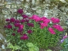 Dianthus barbatus