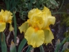 Iris 'Aztec Sun'