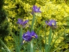 Iris 'Bleu Magic'