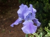 Iris germanica 'Blue Shimmer'