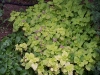 Lamium maculatum 'Aureum'
