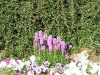 Liatris spicata