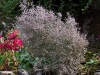 Limonium latifolium