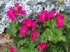 Pelargonium 'Coral Spice' F1