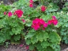 Pelargonium 'Horizon Violet'