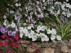 Petunia 'Tumbellina Melissa blanc'