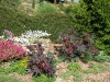 Ricinus communis 'Impala'