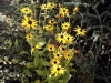 Rudbeckia fulgida var. deamii