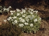 Arabis caucasica 'Variegata'