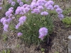 Armeria juniperifolia