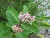 Asclepias syriaca