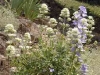 Centranthus ruber