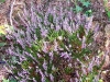 Erica x darleyensis