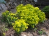 Euphorbia seguieriana ssp. niciciana