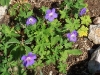 Geranium 'Johnson's Blue'