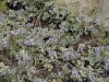 Glechoma hederacea