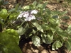 Hydrangea macrophylla 'Tricolor'