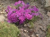 Phlox subulata 'Temiskaming'