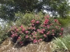 Rosa 'Emera'