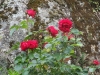 Rosa 'Eric Tabarly'