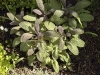 Salvia officinalis 'Purpurascens'