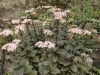 Sedum 'Matrona'