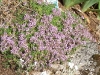 Thymus polytrichus