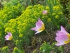 Tulipa 'Lilac Wonder'