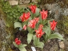 Tulipa 'Rosanna'