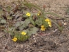 Waldsteinia ternata