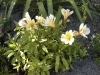 Alstroemeria 'Princess Lilies'