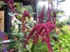 Amaranthus 'Red Cathedral Superior'