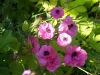 Anemone coronaria 'Cristina'