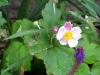 Anemone hupehensis 'Praecox'