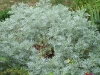 Artemisia 'Powis Castle'