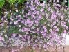Aster dumosus