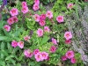 Calibrachoa 'Callie Coral Pink'