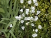 Campanula persicifolia 'Alba'