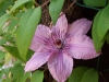 Clematis 'Hagley Hybrid'