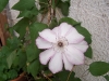 Clematis 'Omoshiro'