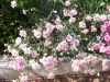 Dianthus 'Balley's Celebration'