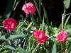 Dianthus 'Dawlish Joy'