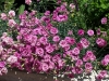 Dianthus plumarius 'Moulin Rouge'