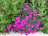 Dianthus 'Warden Hybrid'