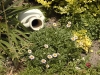 Erigeron 'Charity'
