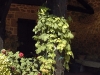 Humulus lupulus 'Aureus'