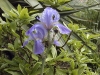 Iris pallida 'Variegata'
