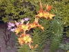 Lilium 'Barcelone'