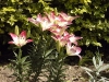 Lilium 'Lollypop'