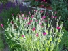 Lychnis coronaria